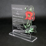 Podziękowanie z plexi